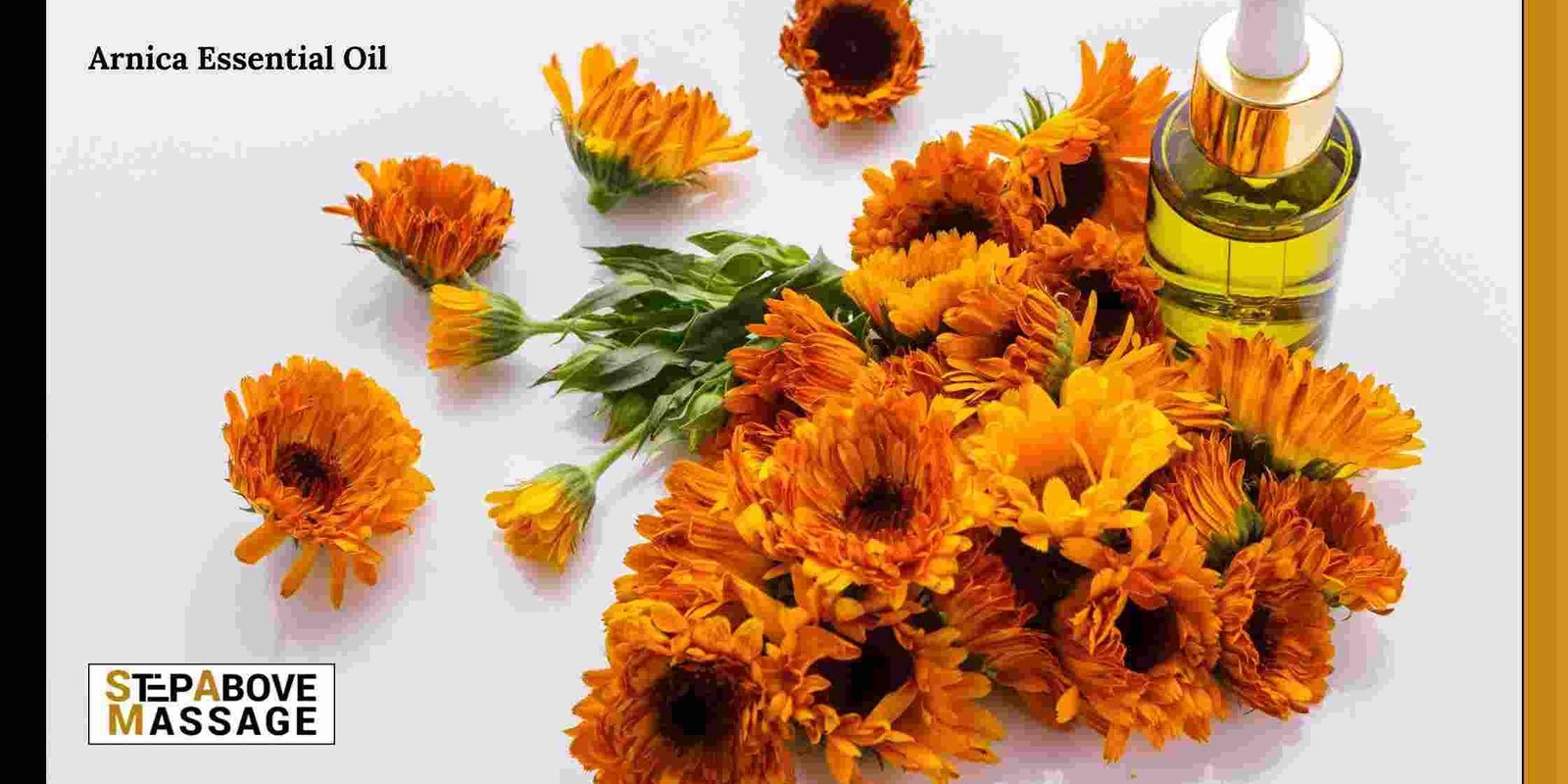 Arnica Essential Oil Arnica essential oil